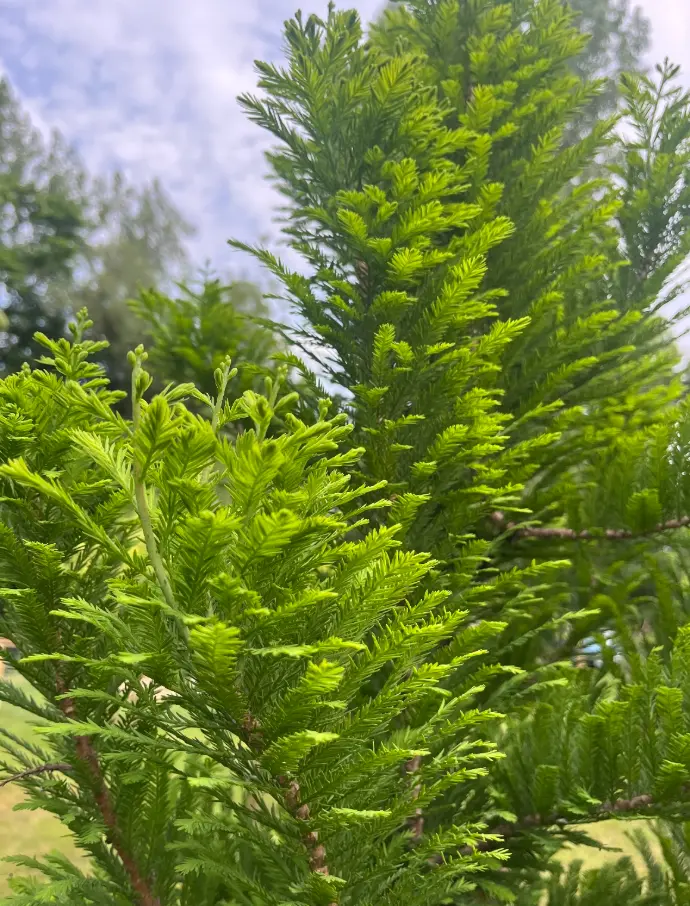 Arrowwood Landscaping Unique tree planting Bald Cypress