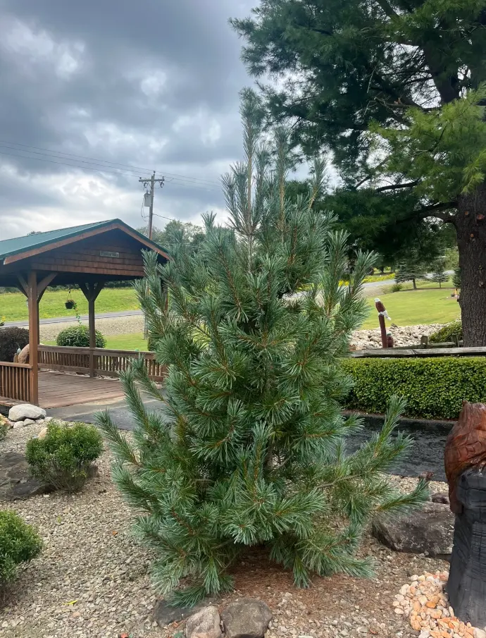 Arrowwood Landscaping Unique tree planting Vanderwolf pine