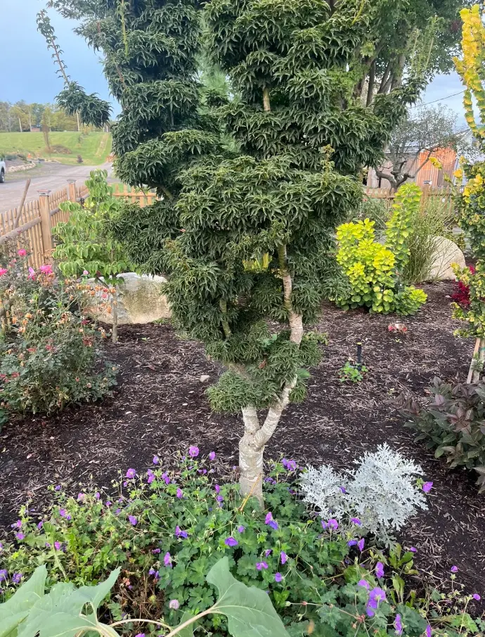 Arrowwood Landscaping Unique tree planting Specimen tree Rare tree 