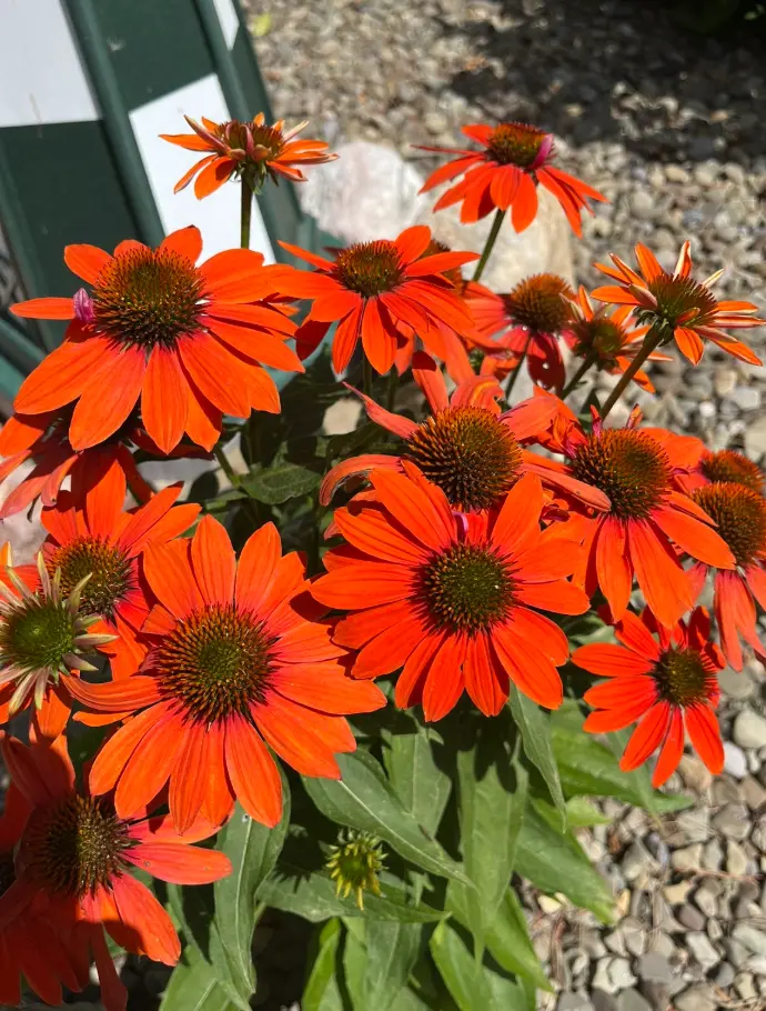 Arrowwood Landscaping Coneflower Echinacea Perrenial planting