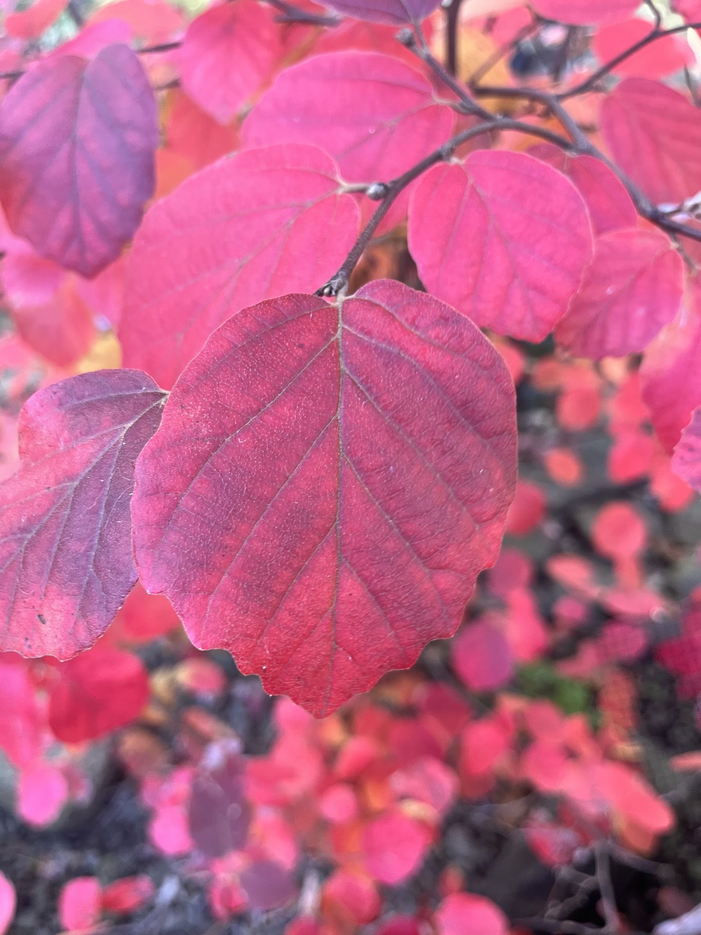 Arrowwood Landscaping Fothergilla Fall color