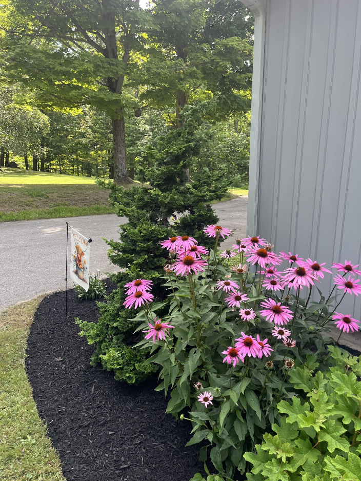 Arrowwood Landscaping Unique tree planting Hinoki cypress Echinacea